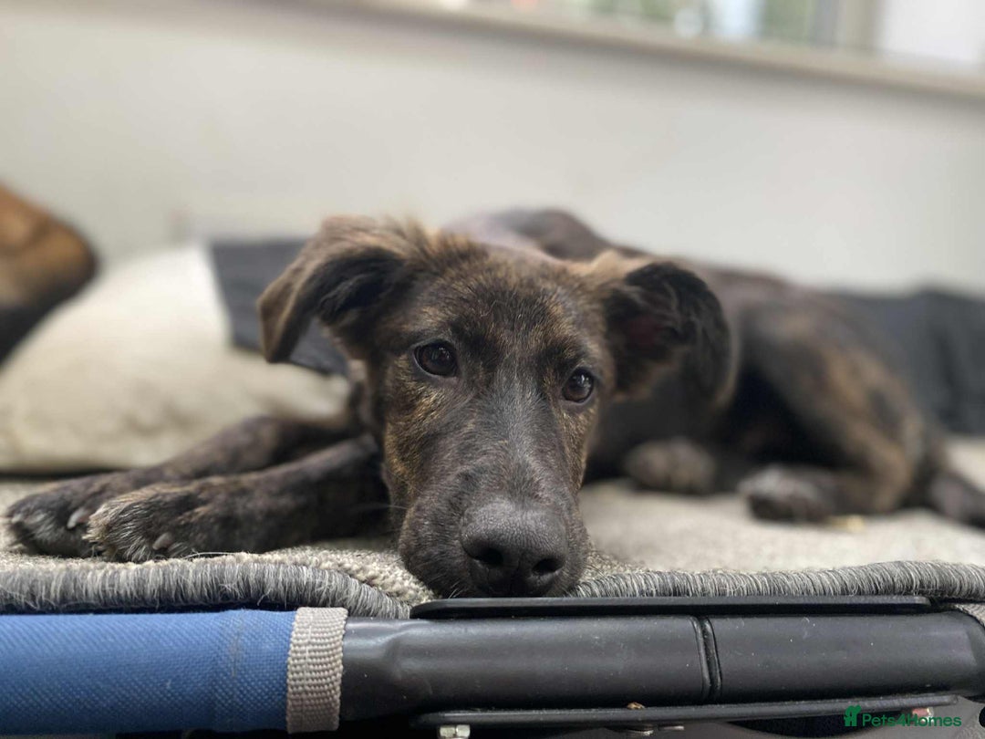 Mixed Breed dogs for adoption: Holly needs a perfect home for Christmas - Image 4