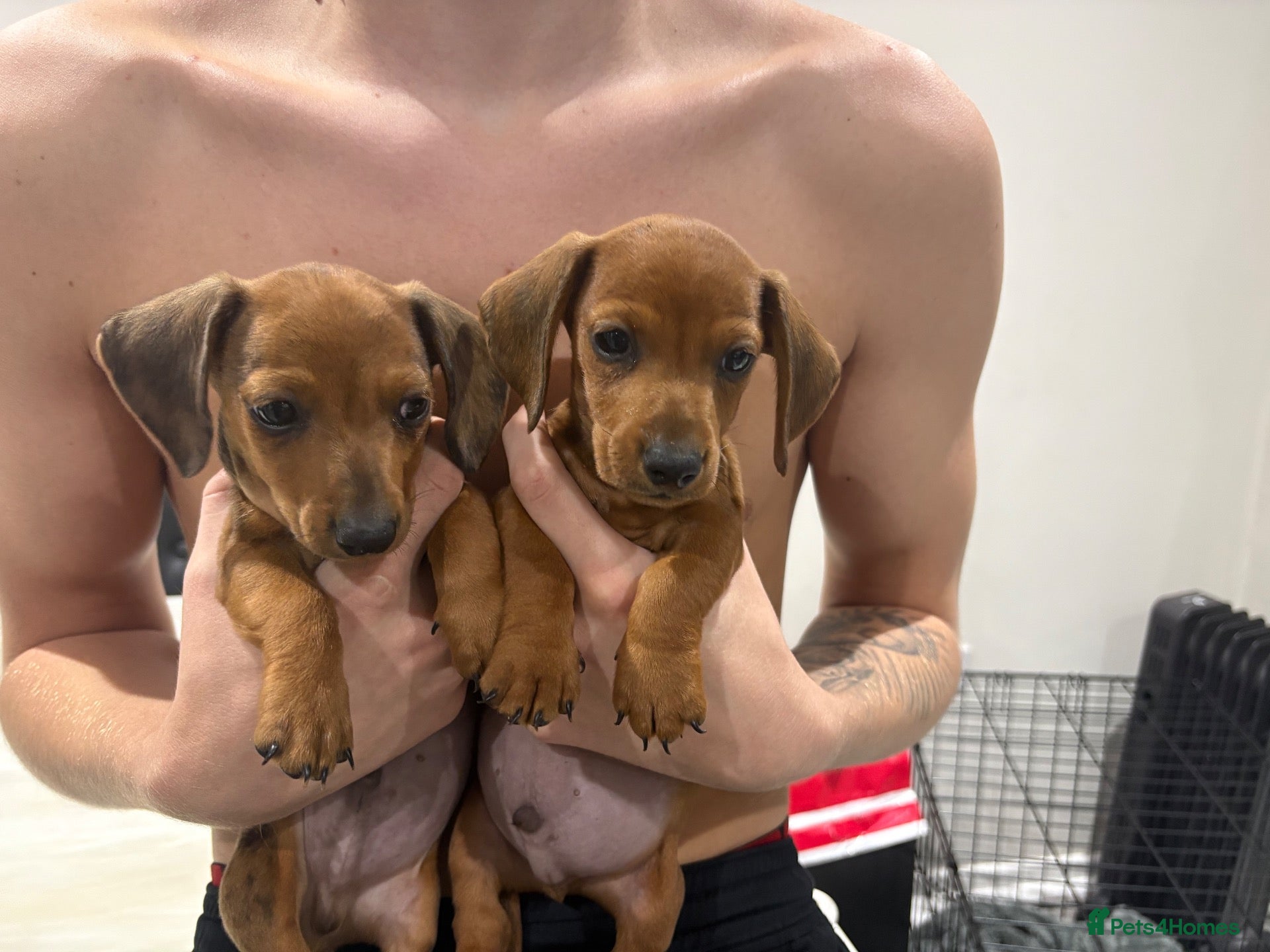 Dachshund dogs Beautiful dachshunds  - Advert 18