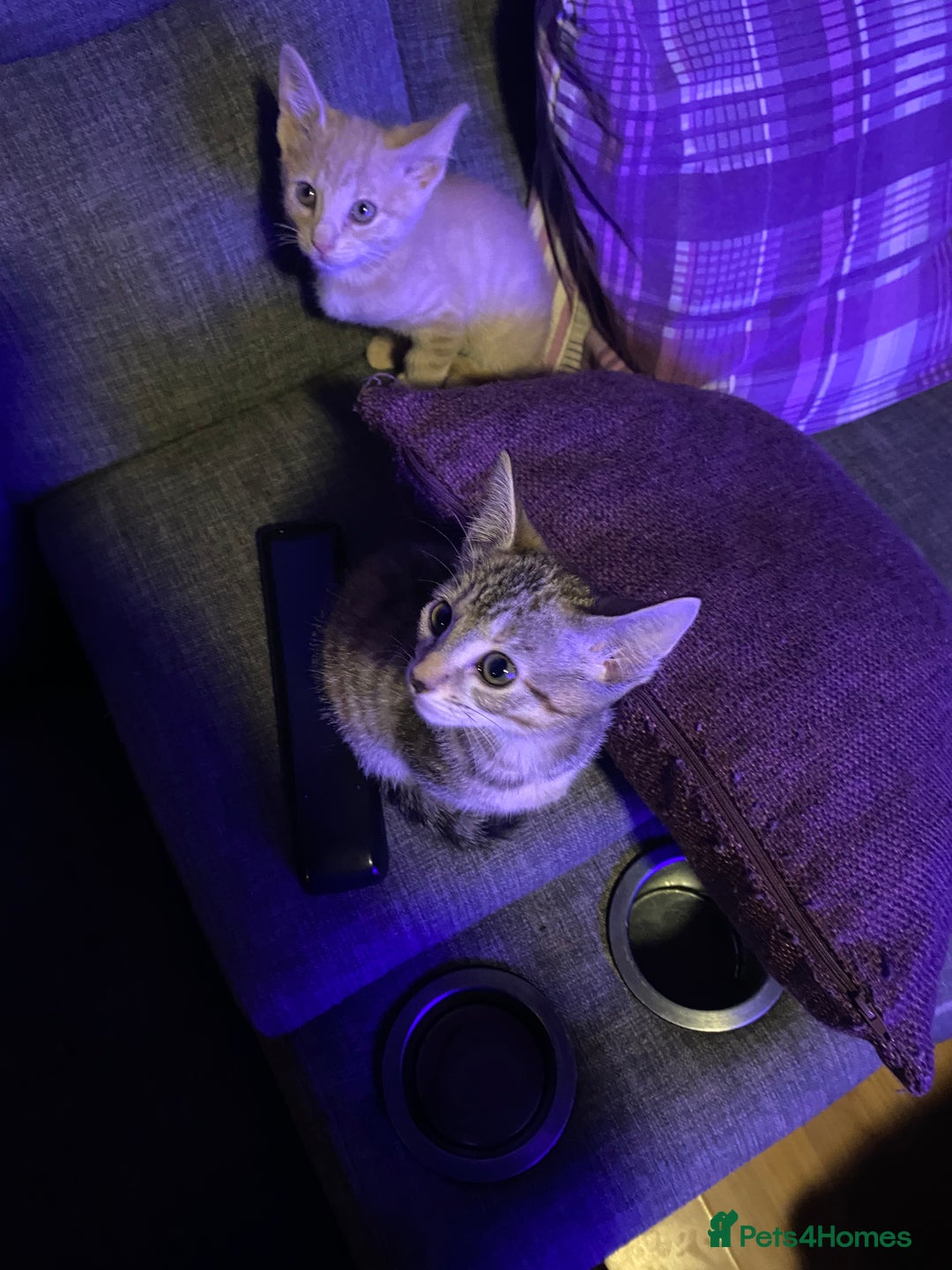 Mixed Breed cats for sale: Last little boy looking for forever home - Advert 9