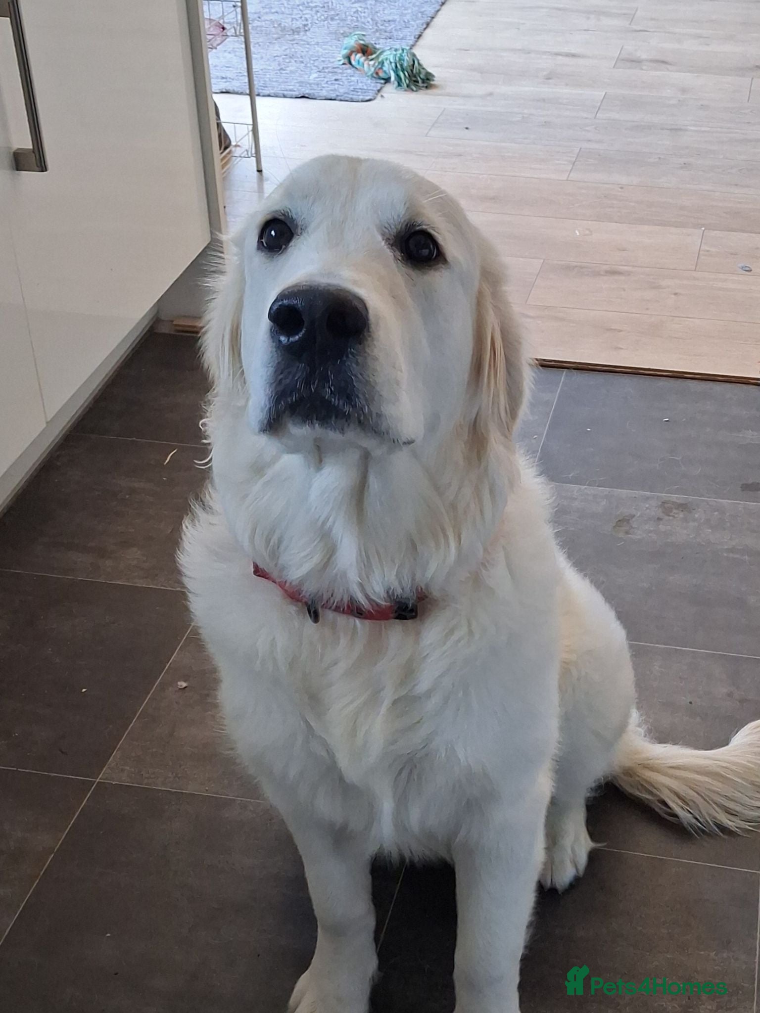 Golden Retriever dogs KC registered Golden Retreiver female - Advert 2