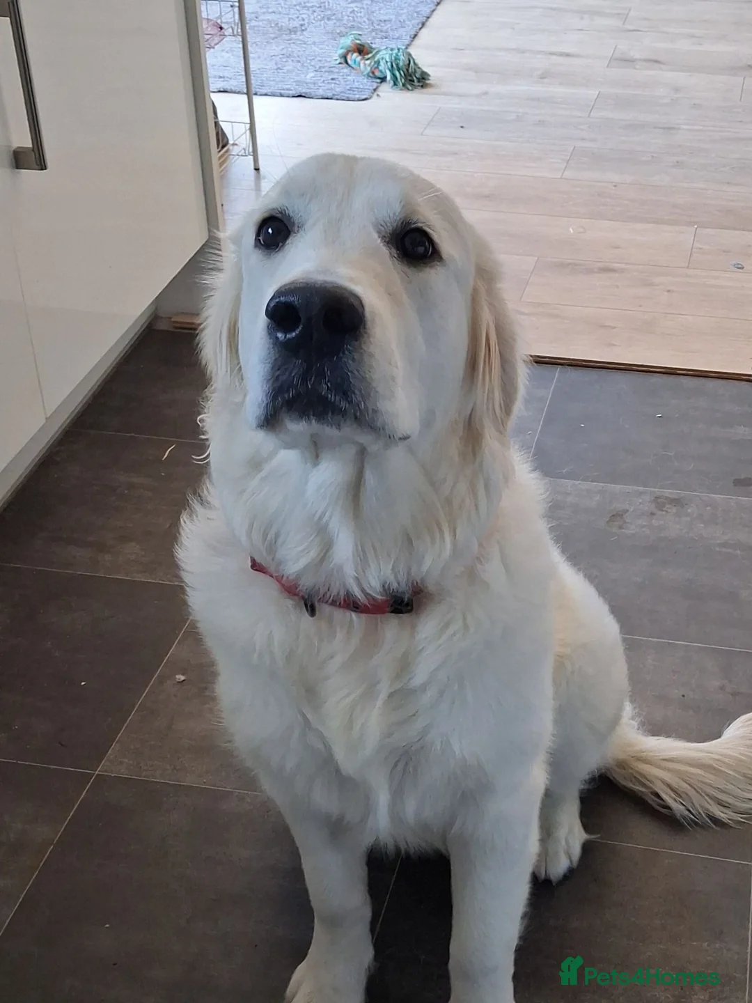 Golden Retriever dogs for sale: KC registered Golden Retreiver female - Advert 1