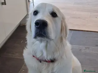 Golden Retriever dogs KC registered Golden Retreiver female - Advert 2