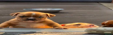American Bully 4