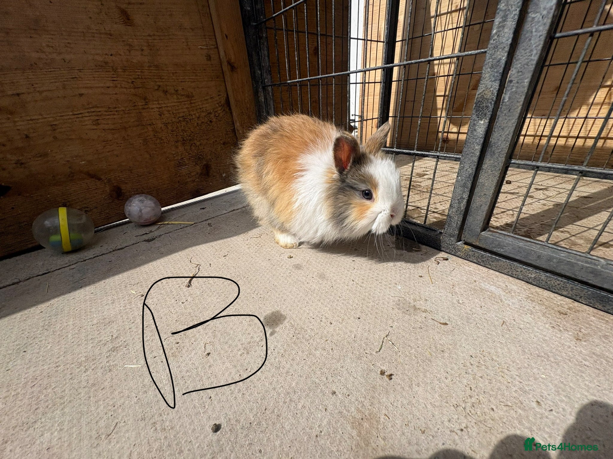 Mixed Breed rabbits Lion head cross rabbits  - Advert 8