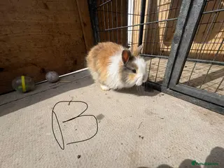 Mixed Breed rabbits Lion head cross rabbits - Advert 8