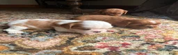 Cavalier King Charles Spaniel dogs for sale: King Charles Cavalier Puppies - Advert 9