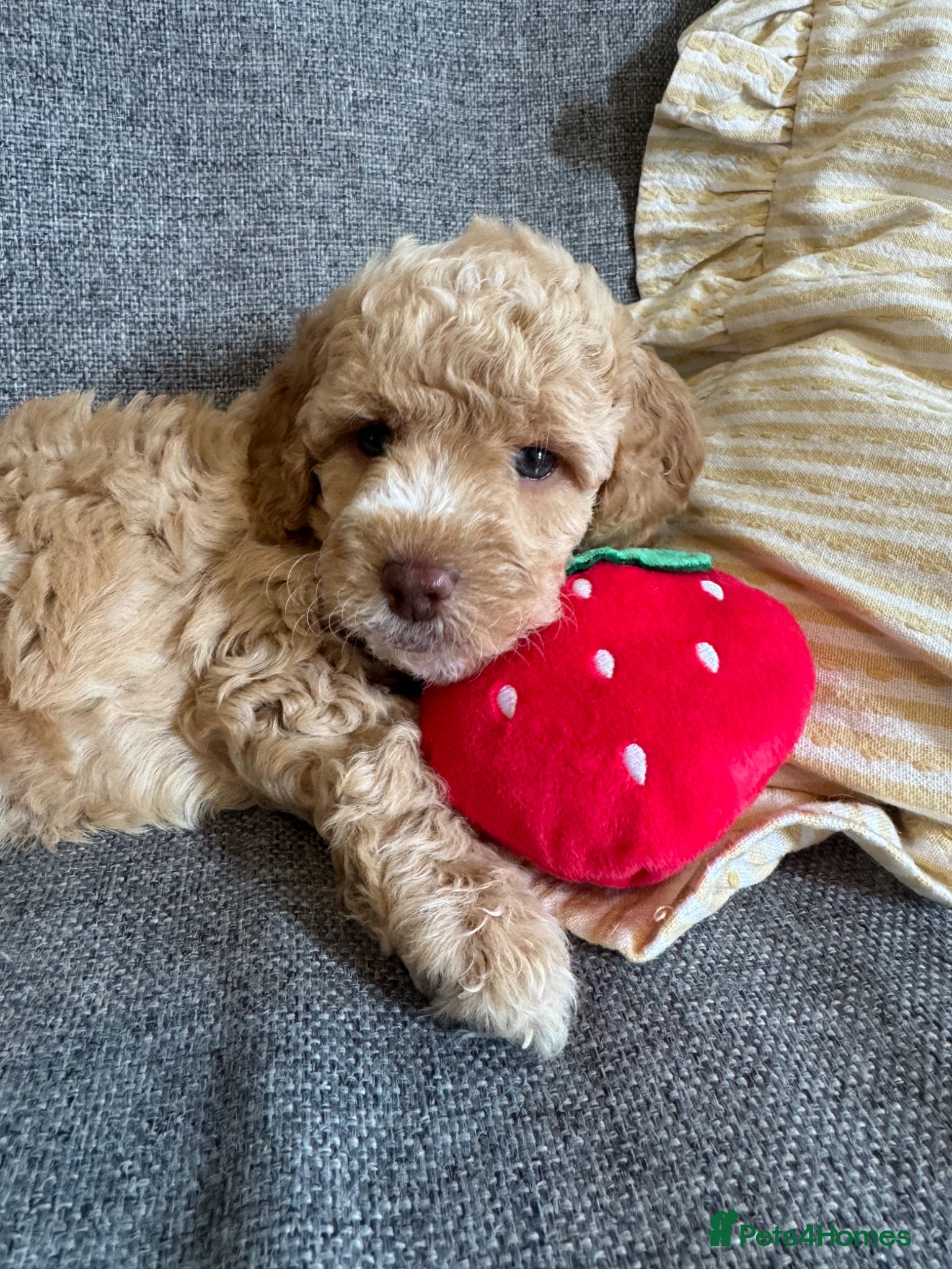Cockapoo dogs Beautiful F2b Cockapoo puppies - Advert 1