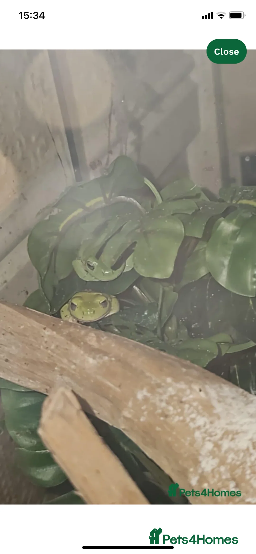 Frog reptiles for sale: Green tree frogs - Advert 1