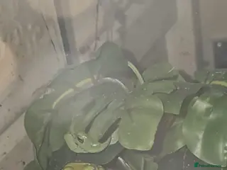 Frog reptiles Green tree frogs - Advert 6