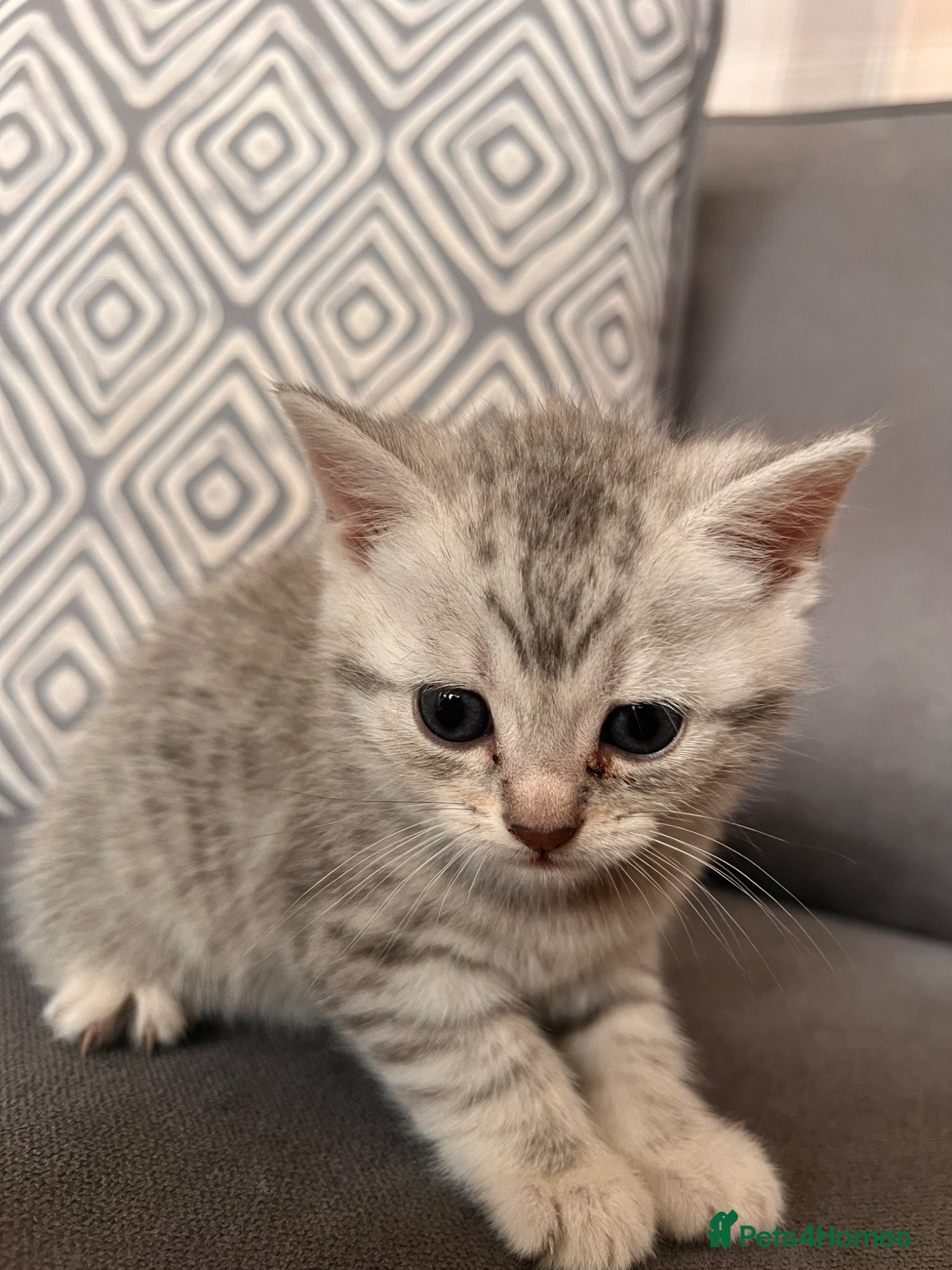 Scottish Fold cats for sale: Scottish and brittish kittens in Wigston - Advert 22