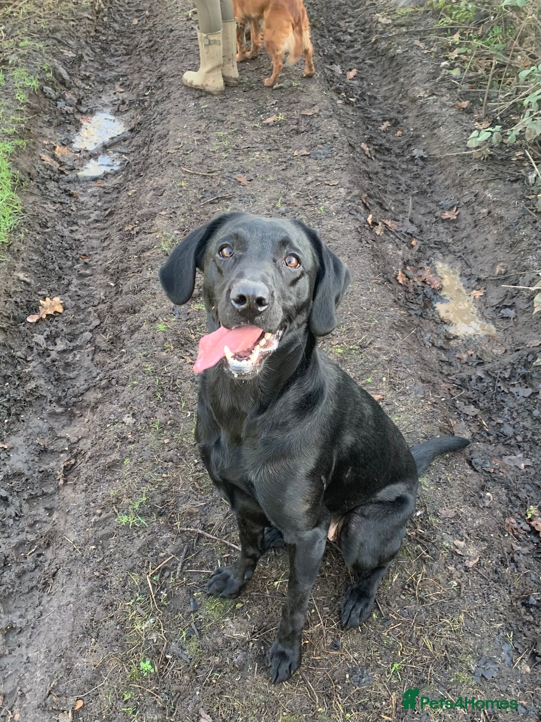 Labrador Retriever dogs for sale: Beautiful black lab for rehoming - Advert 12