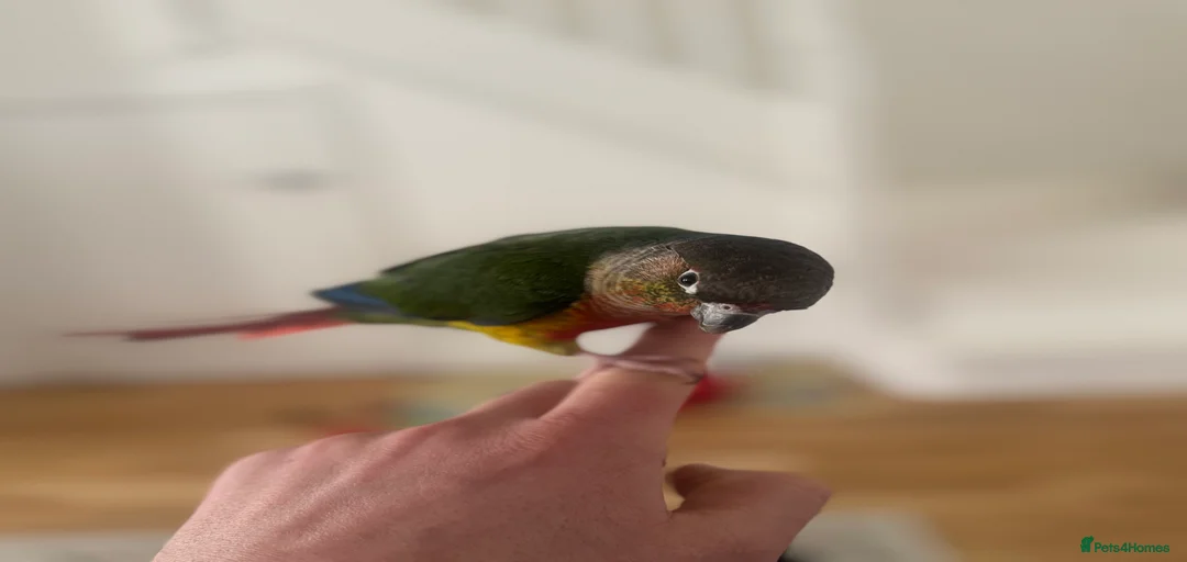 Gallery Image {{count}}