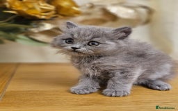 British Shorthair cats for sale: Last 4 male British Short-hair/long hair kittens  - Image 26