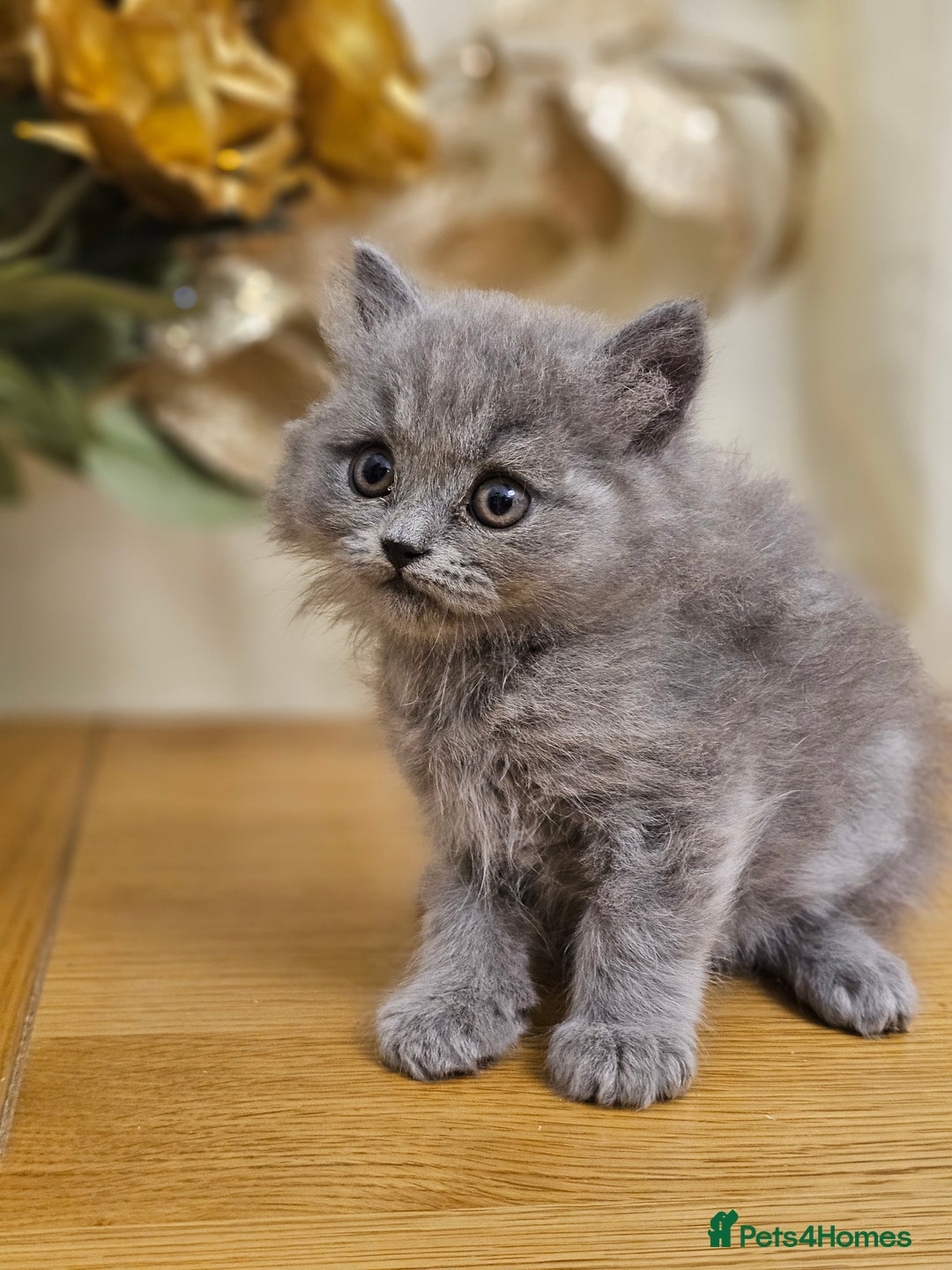 British Shorthair cats for sale: Last 4 male British Short-hair/long hair kittens  - Image 26