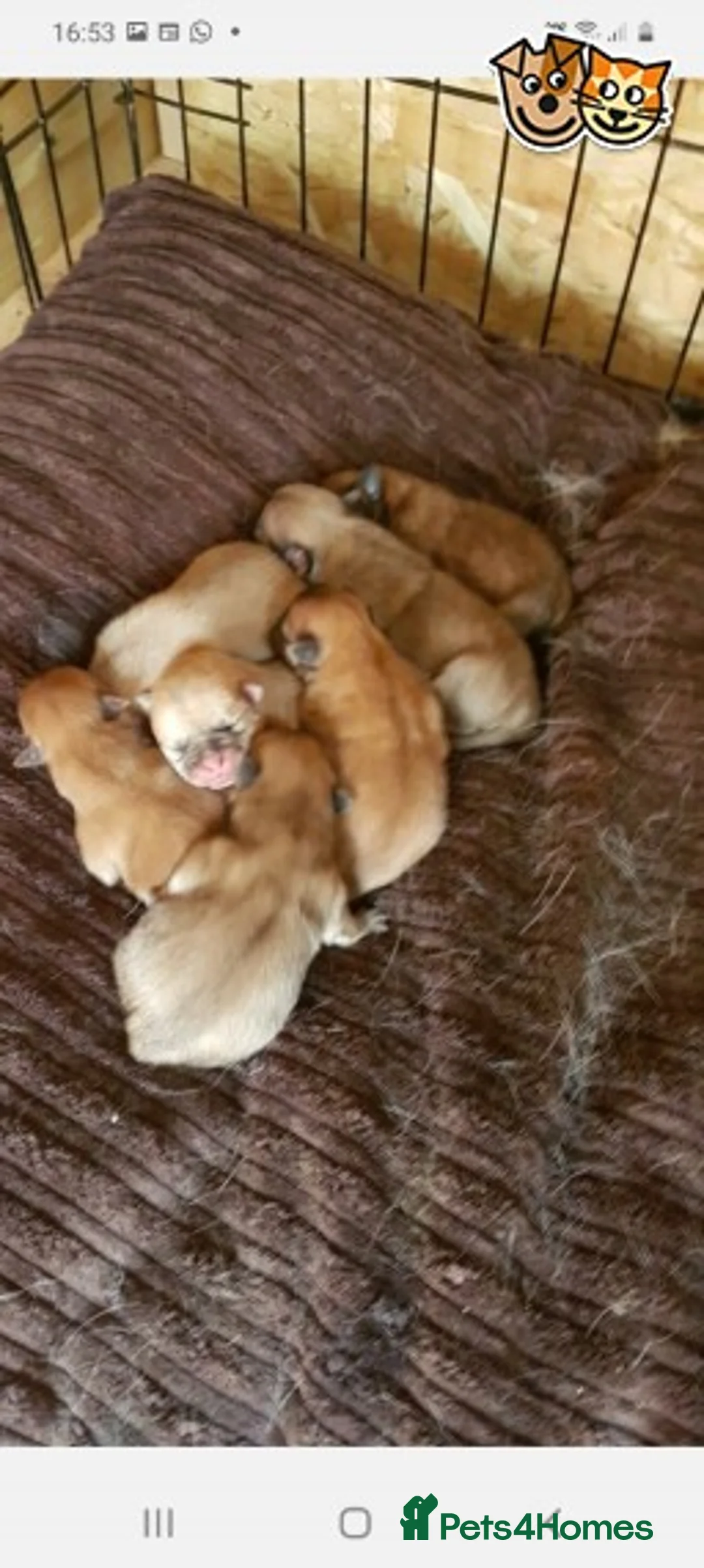 Chihuahua dogs for stud: Best stud around Champions in every generation  in Coventry - Advert 4