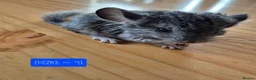 Chinchilla rodents for sale: Male chinchilla + unsexed kits - Advert 6