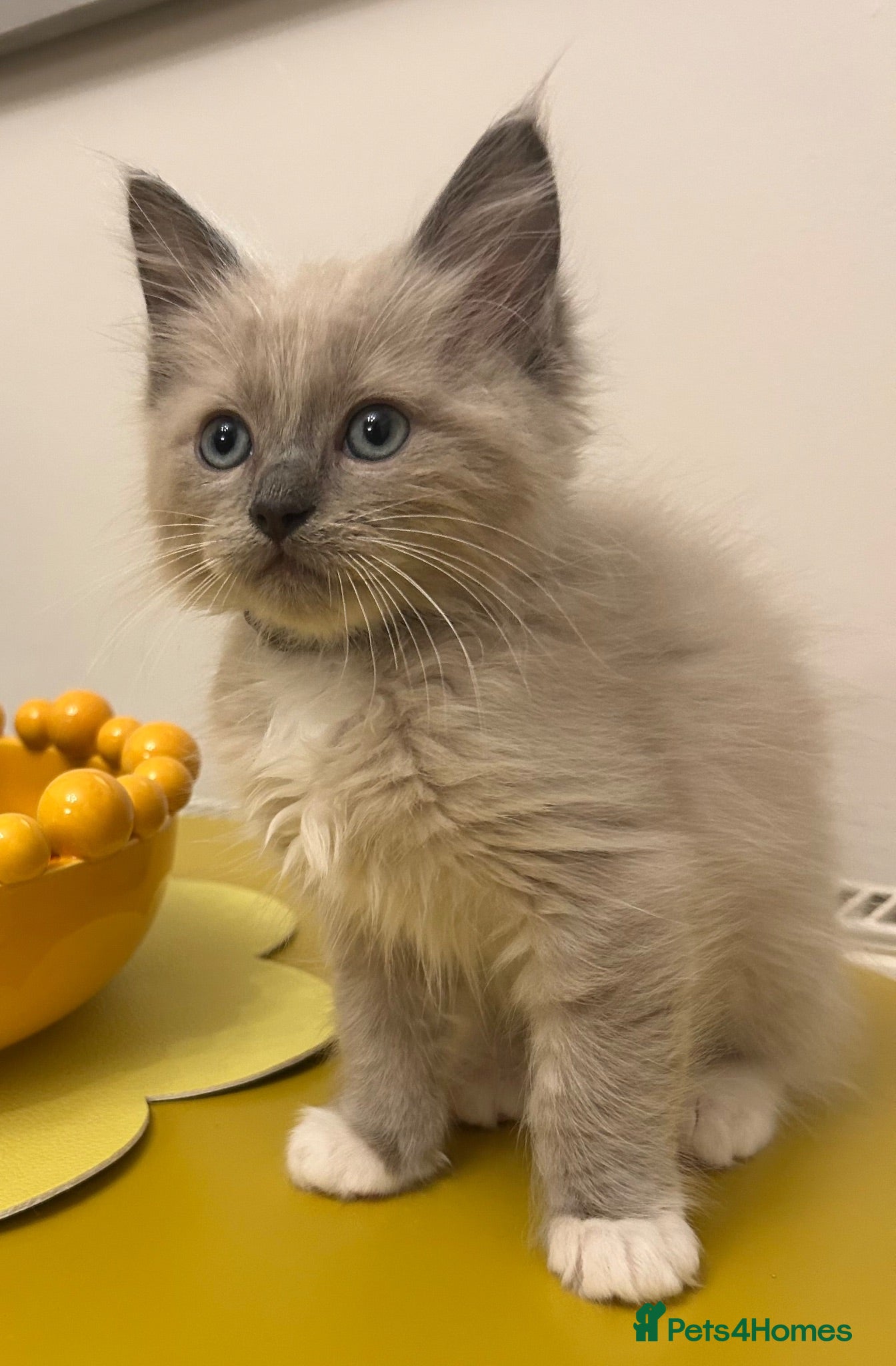 Ragdoll cats 😻 READY NOW BEAUTIFUL MALE RAGDOLL KITTEN  😻 - Advert 2