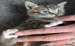 Mixed Breed cats for sale: Three Fluffy Tigers  - Image 6