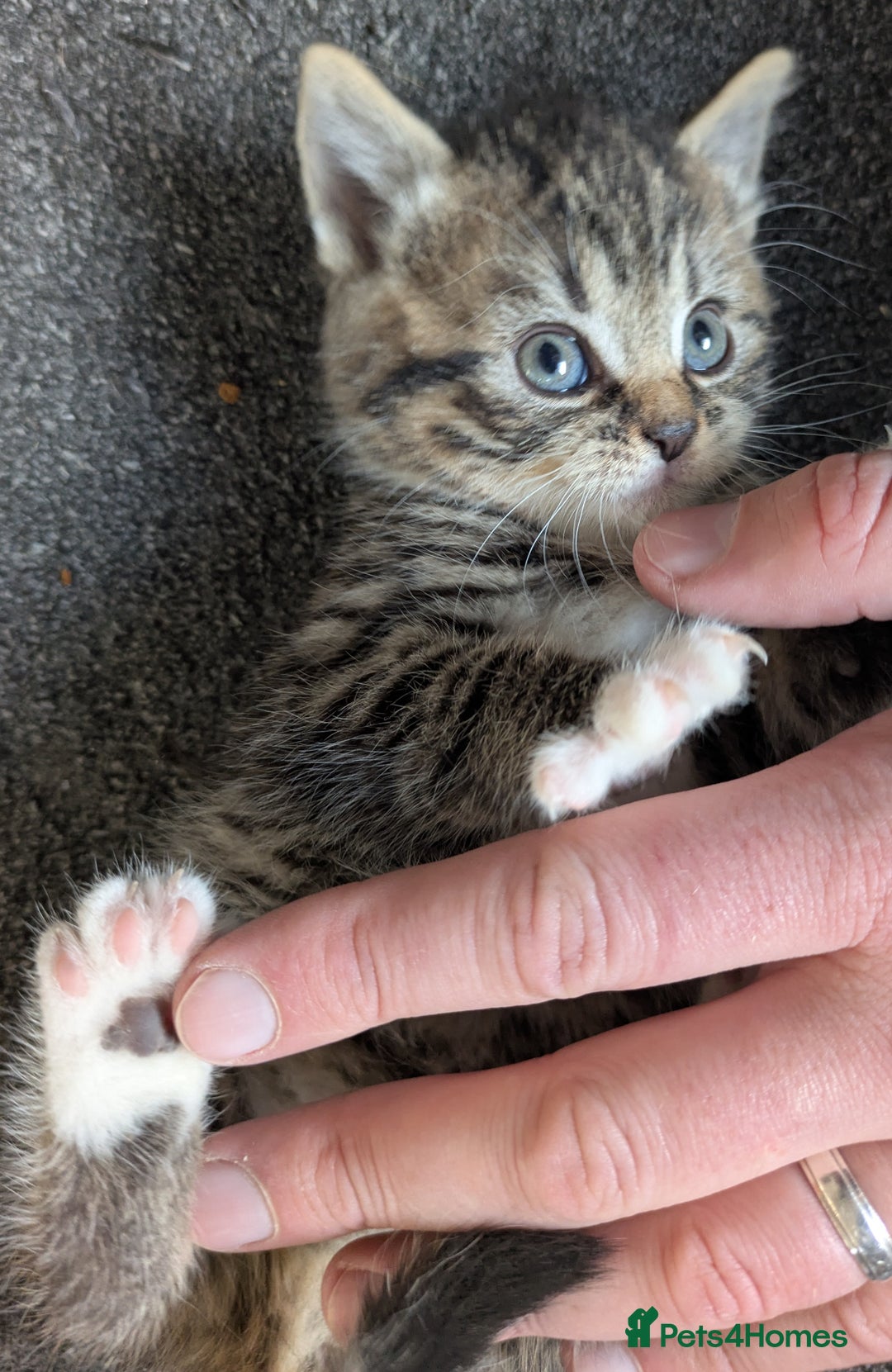 Mixed Breed cats for sale: Three Fluffy Tigers  - Image 6