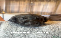 Labrador Retriever dogs for sale: KC LABRADORS - Image 4