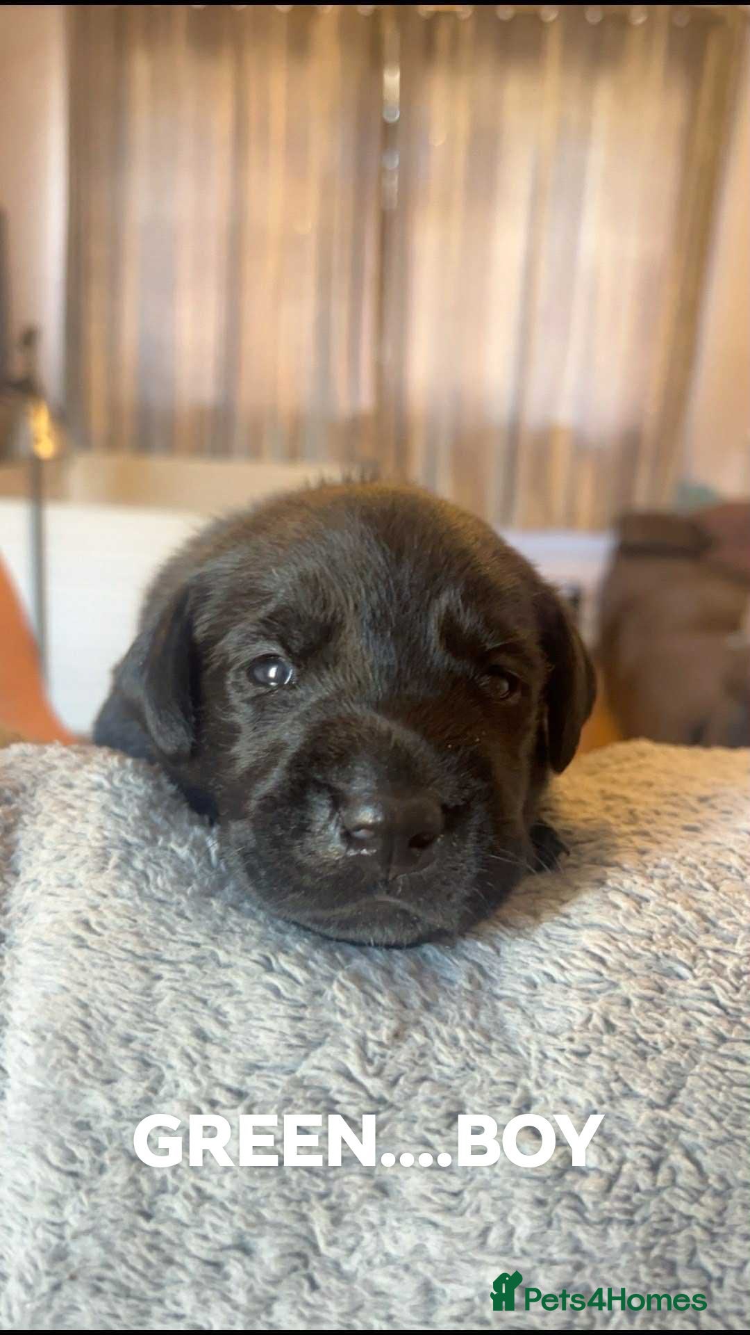 Labrador Retriever dogs for sale: KC LABRADORS - Image 4