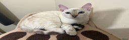 Bengal cats for sale: Snow lynx bengal female kitten  - Advert 6