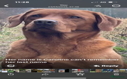 Labrador Retriever dogs for sale: Fox red Labrador puppies  - Image 11