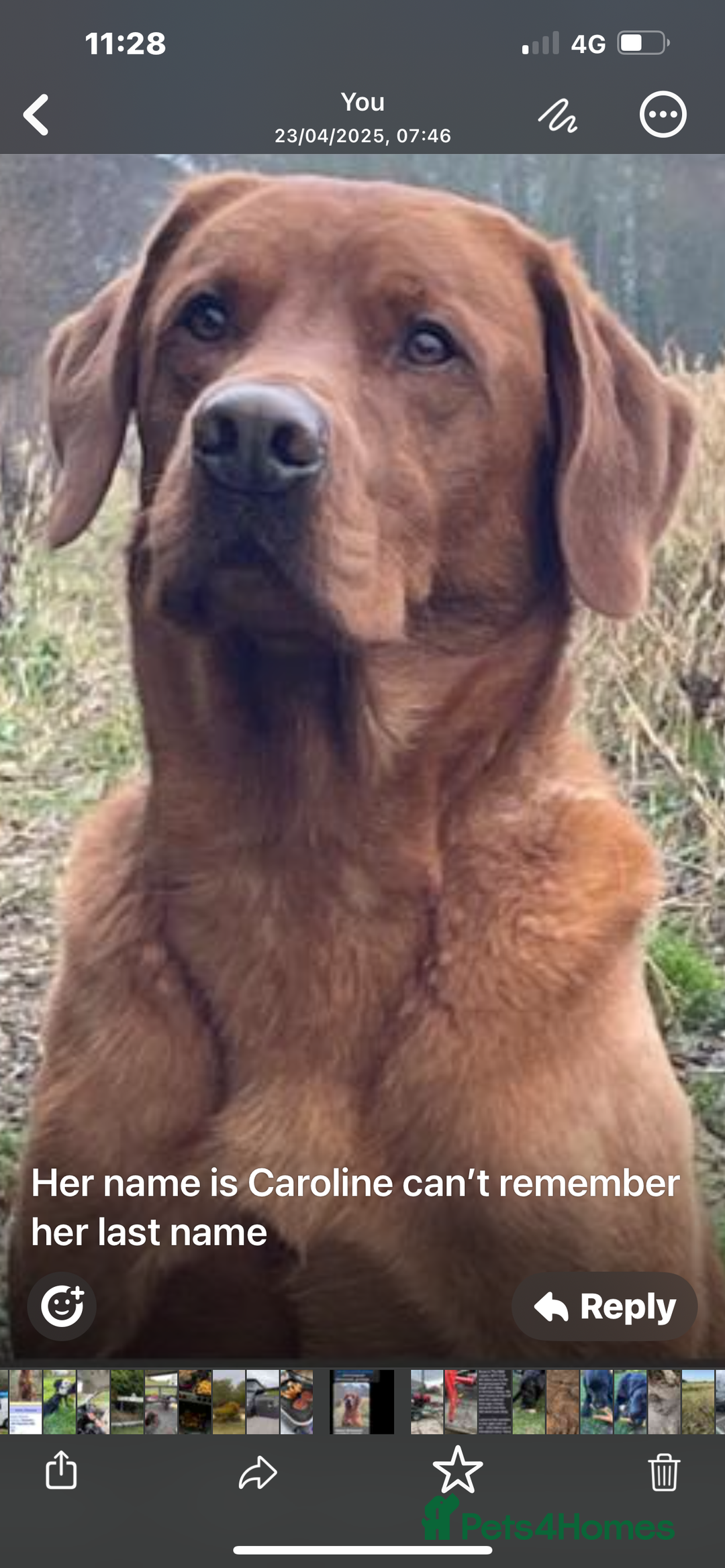 Labrador Retriever dogs for sale: Fox red Labrador puppies  - Image 11