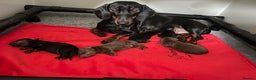 Miniature Dachshund dogs for sale: Beautiful Baby Sausages - Advert 17