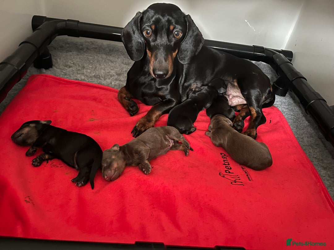 Miniature Dachshund dogs for sale: Beautiful Baby Sausages - Advert 17