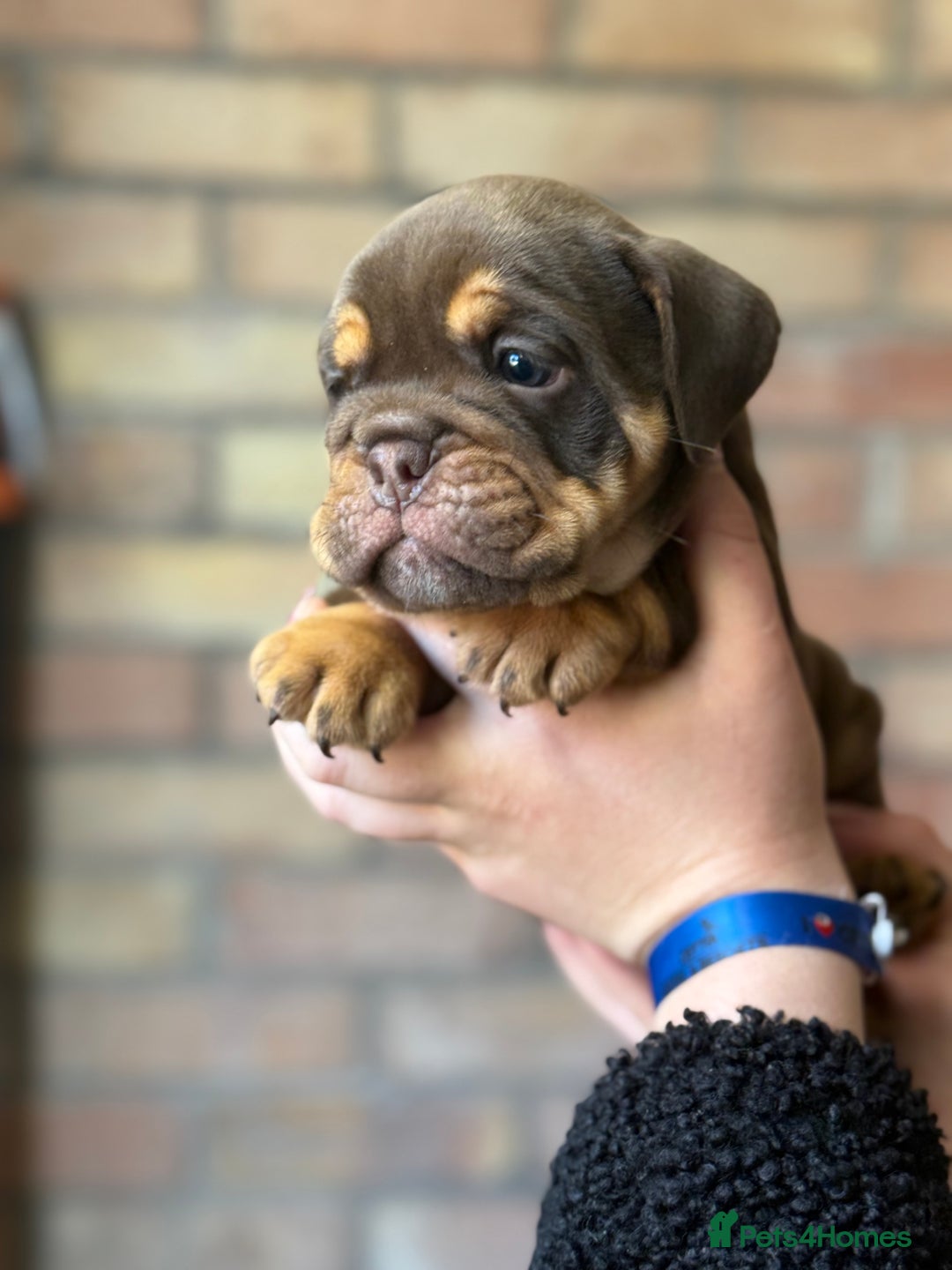 Mixed Breed dogs for sale: Bulldog de Bordeaux  - Image 9