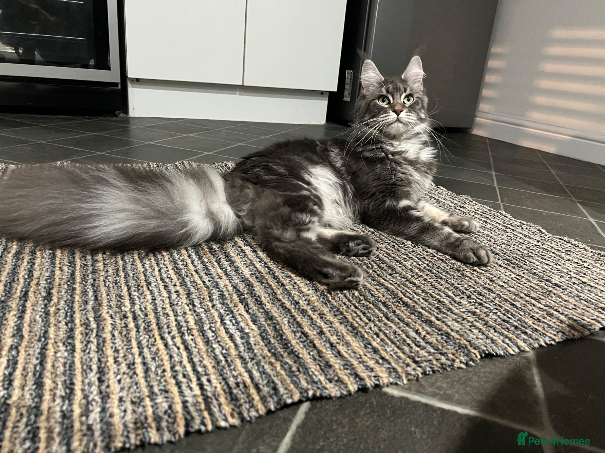 Maine Coon cats Blue Smoke Not Spayed  - Advert 3