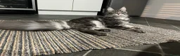 Maine Coon cats for sale: Blue Smoke Tabby Not Spayed  - Advert 1