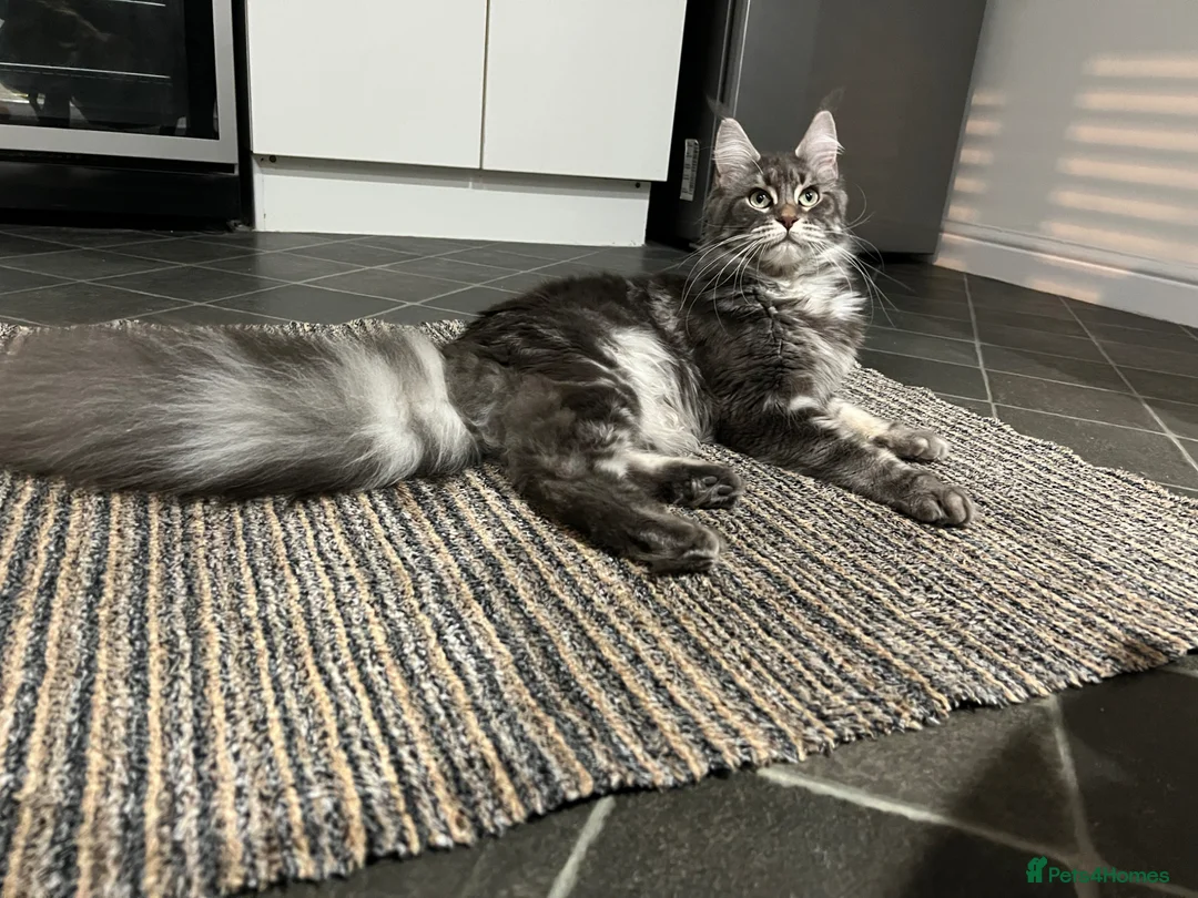 Maine Coon cats for sale: Blue Smoke Tabby Not Spayed  - Advert 1