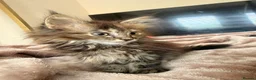 Maine Coon cats for sale: Xl Maine coons for sale  - Advert 12