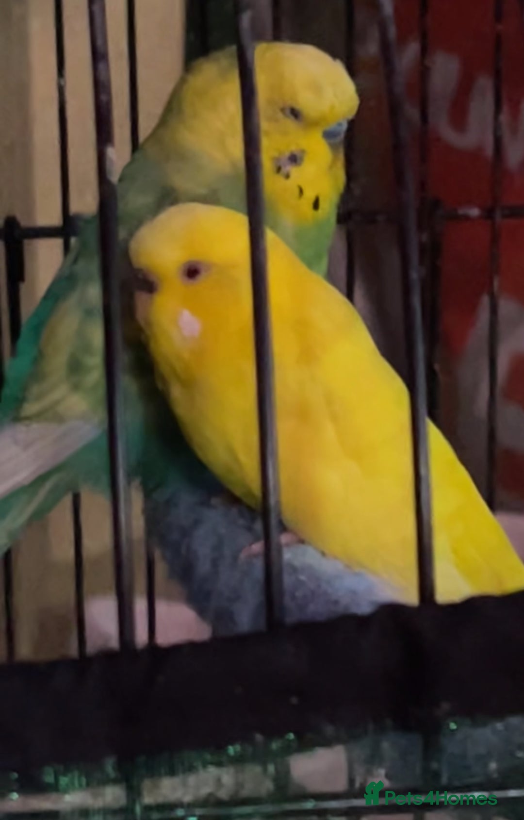 Budgerigars birds for sale: 2 beautiful buggies for sale  - Advert 2