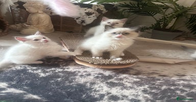 Ragdoll cats - Advert 1