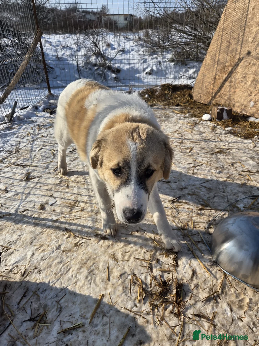 Mixed Breed dogs for adoption: LiA – Gentle, Observant & Full of Heart 💛🐾 - Advert 4