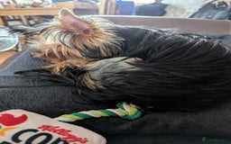 Yorkshire Terrier dogs for sale: Female Yorkshire terrier  - Image 5