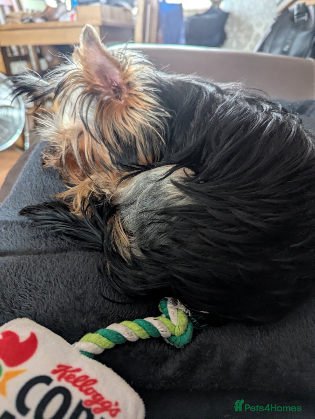 Yorkshire Terrier dogs for sale: Female Yorkshire terrier  - Image 5