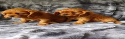 Cavalier King Charles Spaniel dogs for sale: 🐾Gorgeous Cavalier Puppies for sale ready now 🐾 - Advert 4