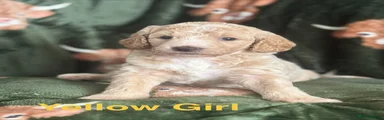 Yellow Girl