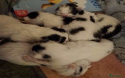 Domestic Shorthair cats for sale: Adorable Black & White Domestic Shorthair Kittens - Image 14