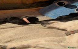 Mixed Breed dogs for sale: Doxie-Dales  - Image 30