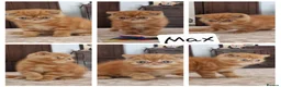 Exotic cats for sale: Exotic short hair  - Advert 15