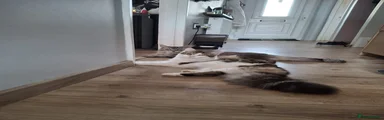 Jasmine TitaniumCat 