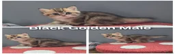 British Shorthair cats for sale: Golden British babies - Advert 6