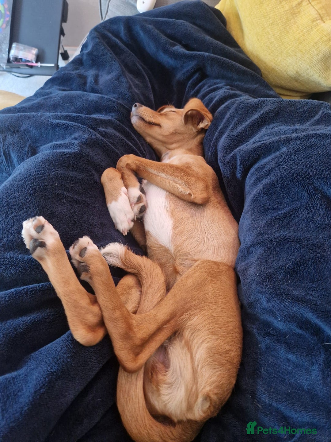 Mixed Breed dogs for adoption: Nadine 💕 - Image 2