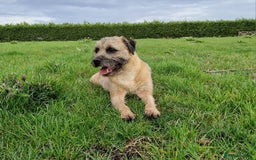 Border Terrier dogs for sale: 4 year old Male pedigree Border  - Image 10