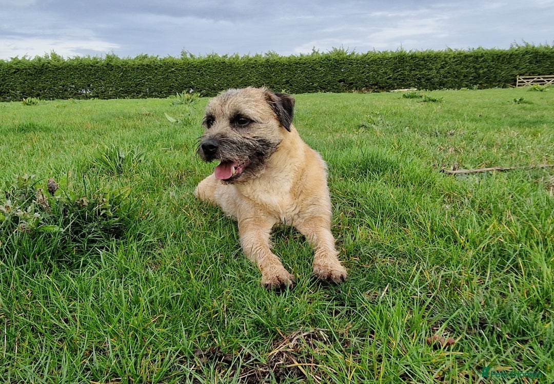 Border Terrier dogs for sale: 4 year old Male pedigree Border  - Image 10